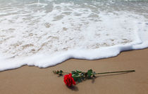 Rose am Strand by buellom