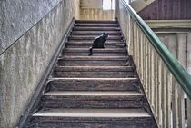 schwarze Katze von Urban Pics