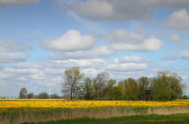 Frühlingswiese - spring meadow von ropo13