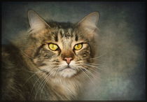 Portrait of a Maine Coon by Pauline Fowler