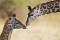 Giraffe tenderness
