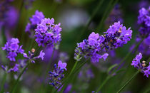 Lavendel by Wolfgang Dufner