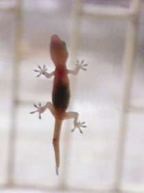 Lizard through glass by Nandan Nagwekar