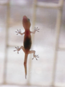 Lizard-on-glass