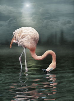 Flamingo-evening