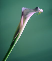 Calla Lily ~ with a touch of green by syoung-photography