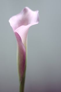Calla Lily - Soft Pink by syoung-photography