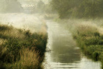 misty morning on the brook by Franziska Rullert