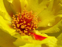 Yellow Moss Rose by starsania