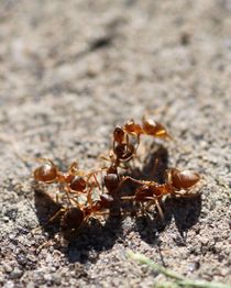Ant Wars by starsania