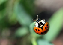 Ladybug by starsania
