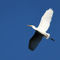 Blue-egret-copy
