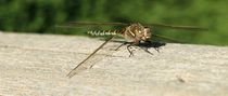 Dragonfly by starsania