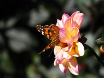 Painted Lady Butterfly on a Flower von starsania