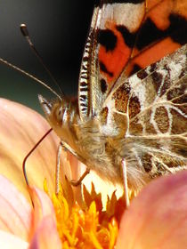 Painted Lady Butterfly Macro by starsania