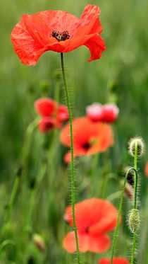 roter Mohn by Jake Playmo