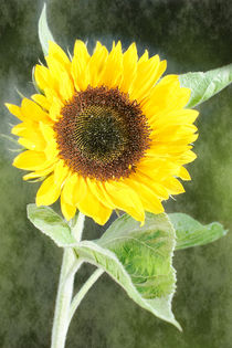 Sonnenblume von Christine Bässler