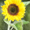 Sonnenblume56