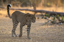 Young leopard by Johan Elzenga