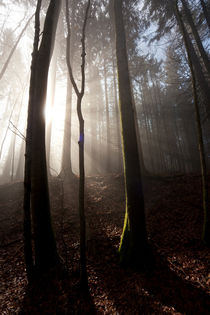 Wald von Norbert Fenske