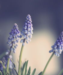 Blue Spring von syoung-photography