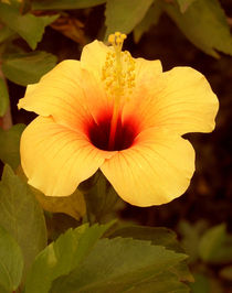 Golden Hibiscus von Nandan Nagwekar
