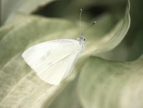 White Butterfly von syoung-photography