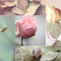 Pastell Flower Collage von syoung-photography
