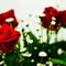 Roses4-contrast