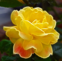 Yellow Rose hint of pink fractals  by David J French