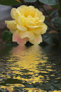 Yellow Rose hint of pink  flood  by David J French