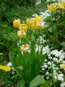 Gelbe Tulpen neben einem weißen schmalen Pfad by lorenzo-fp