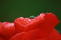 Red wet Rose by Photo-Art Gabi Lahl