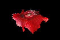 Red Flower Kiss... von fototatort