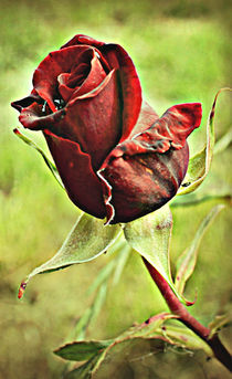 Rose Red. von rosanna zavanaiu