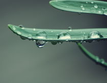 Green Drops by syoung-photography