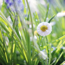 Sunny Summer Meadow von syoung-photography