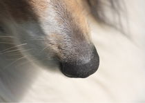 Dog Nose by syoung-photography