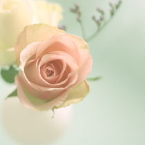 pastell rose °2 von syoung-photography
