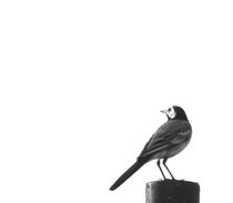 Little Bird von syoung-photography