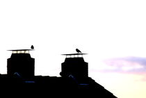 Roof Silhouette With Birds by syoung-photography