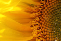 Sonnenblume - Sunflower by ropo13