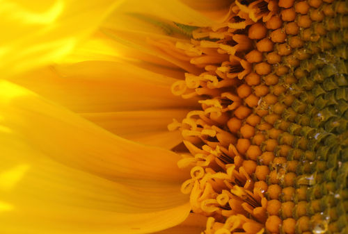 Sonnenblume-2