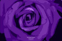 July Rose Purple von Jeff Pierson