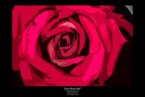 June Rose Red von Jeff Pierson