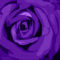 Finished-abstract-36x24-purple-rose-abstract