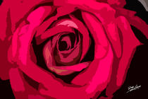Red Rose Signed von Jeff Pierson