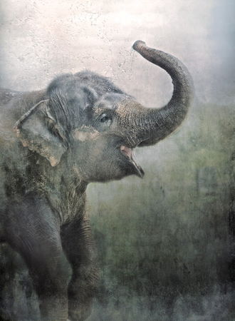Playful-elephant