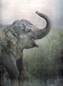 Happy Elephant!! von Pauline Fowler