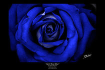 April Rose Blue by Jeff Pierson
